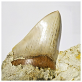 T115 - Finest Quality Serrated 4.21'' Megalodon Tooth in Matrix Indonesia Location