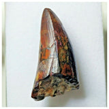 S23 - Sarcosuchus imperator Crocodile Tooth - Cretaceous Elrhaz Fm Tenere Desert