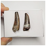 T210 - Set of 2 Suchomimus tenerensis Dinosaur Teeth Lower Cretaceous Elrhaz Fm