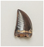 T76 - Finest Grade Dark Carcharodontosaurus Dinosaur Tooth - Cretaceous KemKem