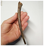 T256 - Exceedingly Rare Upper Cretaceous Azhdarchid Pterosaur Rib Bone KemKem