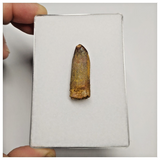 T174 - Beautiful Rebbachisaurus garasbae Diplodocoid Sauropod Dinosaur Tooth