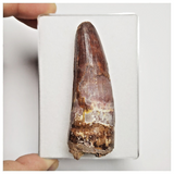 T222 - Great 2.71'' Red Spinosaurus Dinosaur Tooth Cretaceous KemKem Beds