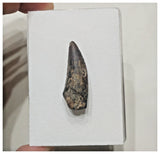 F7 - Rare Suchomimus tenerensis Dinosaur Tooth Cretaceous Elrhaz Fm Tenere Desert