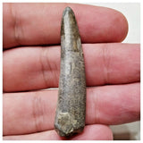 E13 - Top Rare Ornithocheirid Pterosaur Tooth - Lower Cretaceous - Elrhaz Fm