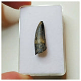 S41 - Exceedingly Rare Suchomimus tenerensis Dinosaur Tooth - Elrhaz Fm - Niger