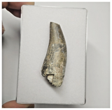 JS154 - Rare Eocarcharia dinops Dinosaur Tooth Cretaceous Elrhaz Fm Tenere Desert