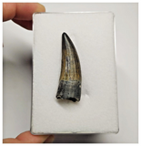 T24 - Rare Suchomimus tenerensis Dinosaur Tooth Lower Cretaceous Elrhaz Fm