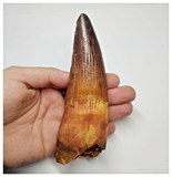 T54- Insane Finest 5.35 Inch Spinosaurus Dinosaur Tooth - Cretaceous KemKem Beds