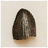 JS46- Spinophorosaurus nigeriensis Sauropod Dinosaur Tooth Jurassic Irhazer Fm