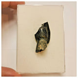 JS58 - Top Rare Jobaria tiguidensis Sauropod Dinosaur Tooth Jurassic Tiouraren Fm