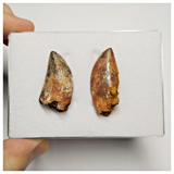 T197 - Set of 2 Finest Carcharodontosaurus Dinosaur Teeth - Cretaceous KemKem