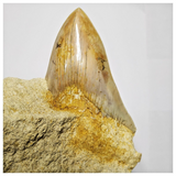 T119 - Finest Quality Serrated 3.70'' Megalodon Tooth in Matrix Indonesia Location