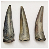 T225 - Set of 5 Sarcosuchus imperator Crocodile Teeth Lower Cretaceous Elrhaz Fm