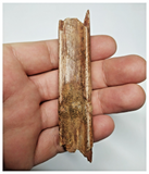 T269 - Exceedingly Rare 3.54'' Cretaceous Azhdarchid Pterosaur Dentary Bone KemKem