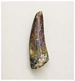 T177 - Rare Suchomimus tenerensis Dinosaur Tooth Lower Cretaceous Elrhaz Fm