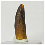 Z17 - Rebbachisaurus garasbae Diplodocoid Sauropod Dinosaur Tooth KemKem Beds