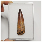 T193 - Finest Grade 2.28'' Red Spinosaurus Dinosaur Tooth Cretaceous KemKem Beds