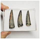 T215 - Set of 3 Sarcosuchus imperator Crocodile Teeth Lower Cretaceous Elrhaz Fm