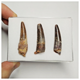 T219 - Set of 3 Finest Grade Spinosaurus Dinosaur Teeth Cretaceous KemKem Beds