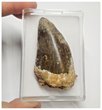 T78 - Black 2.67 Inch Carcharodontosaurus Dinosaur Tooth - Cretaceous KemKem