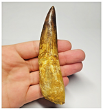 T94- Impressive Huge 4.33 Inch Spinosaurus Dinosaur Tooth Cretaceous KemKem Beds