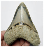 T128 - Finest Quality Serrated 4.40'' Megalodon Tooth from Rare Indonesia Location