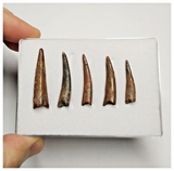 T188 - Set of 5 Nice Pterosaur (Coloborhynchus) Teeth Cretaceous KemKem Beds