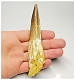 T96 - Large Rooted 4.52 Inch Spinosaurus Dinosaur Tooth Cretaceous KemKem Beds