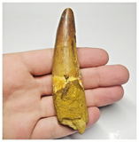 T111 - Nicely Rooted 3.70 Inch Spinosaurus Dinosaur Tooth Cretaceous KemKem Beds
