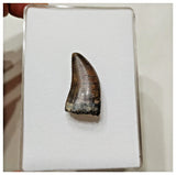 E8 - Rare Eocarcharia dinops Dinosaur Tooth - Cretaceous Elrhaz Fm Tenere Desert