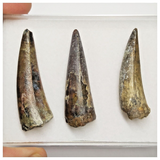 T231 - Set of 3 Sarcosuchus imperator Crocodile Teeth Lower Cretaceous Elrhaz Fm