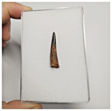 T169 - Nicely Preserved Pterosaur (Coloborhynchus) Tooth Cretaceous KemKem Beds