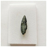 J45 - Kryptops palaios Abelisaurid Theropod Dinosaur Tooth Cretaceous Elrhaz Fm