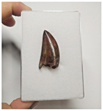 T75 - Finest Grade Dark Carcharodontosaurus Dinosaur Tooth - Cretaceous KemKem