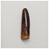 T240- Finest Quality Rebbachisaurus garasbae Diplodocoid Sauropod Dinosaur Tooth