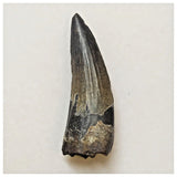 W11 - Rare Suchomimus tenerensis Dinosaur Tooth Lower Cretaceous Elrhaz Fm