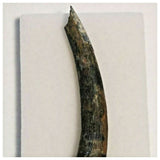 J1 - Top Rare 2.16'' Ornithocheirid Pterosaur Tooth - Lower Cretaceous - Elrhaz Fm