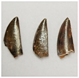 T204 - Set of 5 Finest Abelisaurid Dinosaur Teeth Upper Cretaceous KemKem Beds