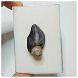 JS6 - Top Rare Jobaria tiguidensis Sauropod Dinosaur Tooth Jurassic Tiouraren Fm