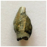 J36 - Top Rare Unidentified Basal Sauropod Dinosaur Tooth Jurassic Tenere Desert