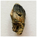 J35 - Top Rare Unidentified Basal Sauropod Dinosaur Tooth Jurassic Tenere Desert