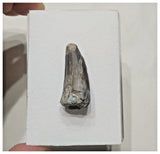 F8 - Rare Suchomimus tenerensis Dinosaur Tooth Cretaceous Elrhaz Fm Tenere Desert