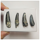 T88 - Set of 4 Suchomimus tenerensis Dinosaur Teeth Lower Cretaceous Elrhaz Fm