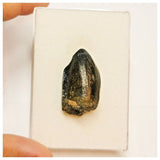 JS80 - Top Rare Jobaria tiguidensis Sauropod Dinosaur Tooth Jurassic Tiouraren Fm