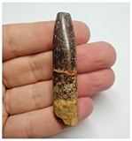 T79 - Huge Rebbachisaurus garasbae Diplodocoid Sauropod Dinosaur Tooth KemKem