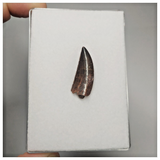 T106 - Finest Grade 1.06 Inch Abelisaurid Dinosaur Tooth Upper Cretaceous KemKem