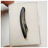 W15 - Top Rare Ornithocheirid Pterosaur Tooth - Lower Cretaceous - Elrhaz Fm