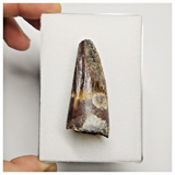 T212 - Beautiful 1.85'' Red Spinosaurus Dinosaur Tooth Cretaceous KemKem Beds