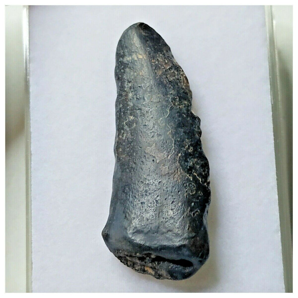 S26 - Kryptops palaios Abelisaurid Theropod Dinosaur Tooth Cretaceous ...